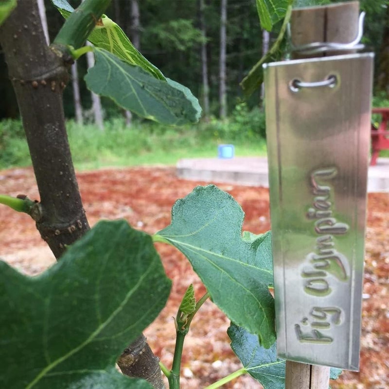 Tinsky Aluminum Plant Labels - 50PCS Metal Tags with Wires for Plant Markers, Tree Tags, Outdoor Identification and Greenhouse - Image 5